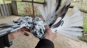 Николаевские голуби.  Крымаки 2021 года