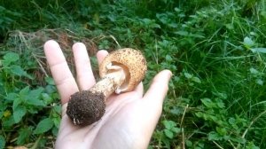 Лепиота острочешуйчатая. ЯД!!!