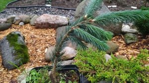 Хвойные новинки для каменистого сада. Ель Герман Нау и  ель Энгельмана Снейк.