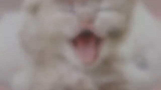 Топ 10 самых милых котят))) смотреть онлайн