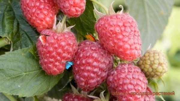 Малина ремонтантная Джоан Джи (rubus idaeus joan j) ? обзор: как сажать, саженцы малины Джоан Джи