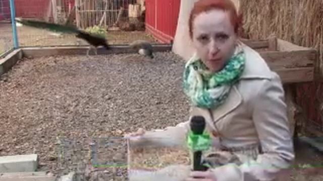 Павлин с оренбургской пропиской 02-05-12 смотреть онлайн