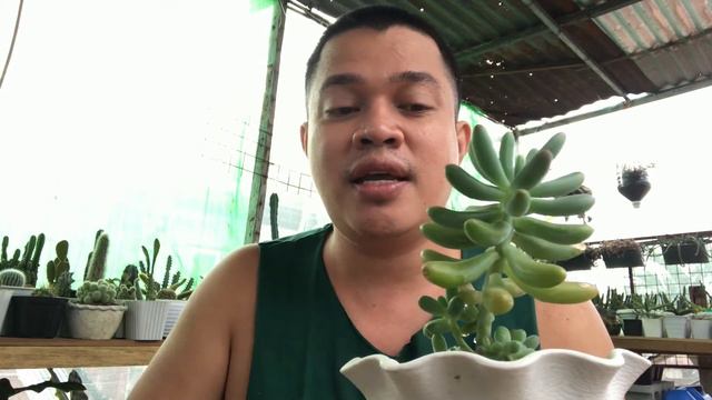 Banana Succullents Caretips! Madali nga ba alagaan? смотреть онлайн