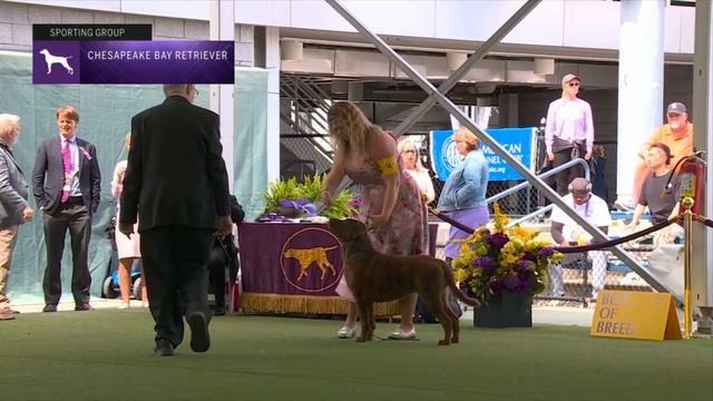 Retrievers Chesapeake Bay | Breed Judging 2023 смотреть онлайн