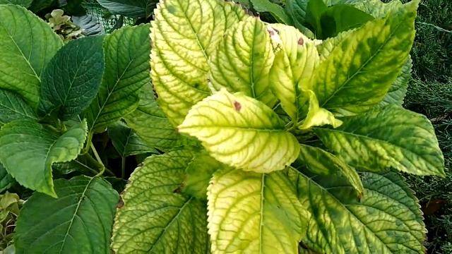 Хлороз гортензии, что срочно нужно сделать #гортензияхлорозит