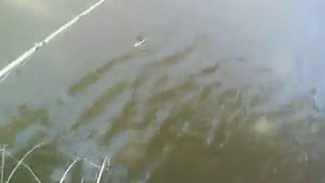 Рыбалка на тутник . смотреть онлайн
