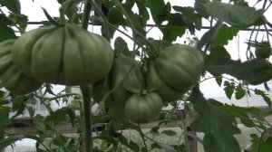 Томат Инжир Розовый