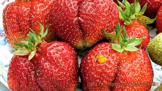 Земляника садовая Вима Тарда (vima Tarda) ? обзор: как сажать, рассада земляники Вима Тарда