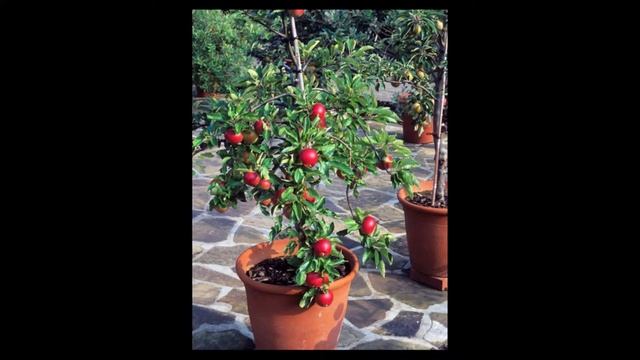 СОВЕТЫ ПО ПРИМЕНЕНИЮ / Выращиваем фруктовые деревья в горшке смотреть онлайн