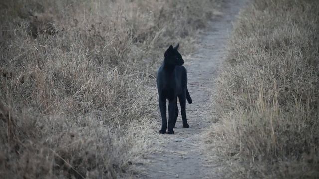 Rare black serval on film in the eastern Serengeti смотреть онлайн