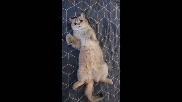 СКОТТИШ СТРАЙТ любит спать после еды, шотландская прямоухая кошка смотреть онлайн