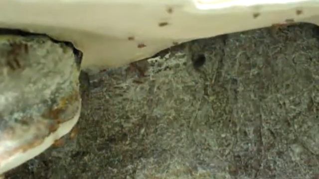Fomes fomentarius (Tonderzwam) смотреть онлайн