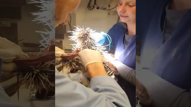 Remy Quills April 2017 смотреть онлайн