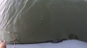 Перемёт на судака. Вибро хвост в деле. Три дня рыбалки на судака.Проверка перемёта.