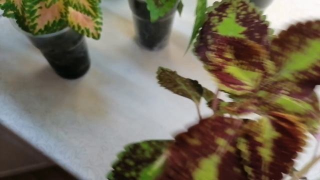 Как правильно формировать колеус. Прищипка колеса. смотреть онлайн