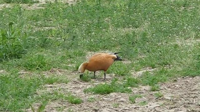 Утки огари в Москве смотреть онлайн