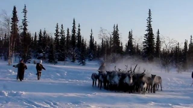 Загон северных оленей смотреть онлайн