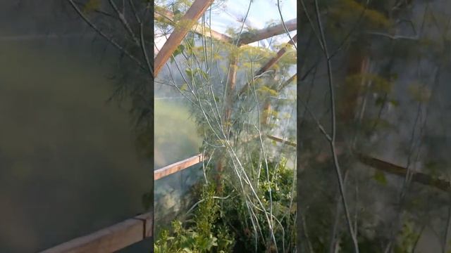 Алигатор сорт укропа. смотреть онлайн