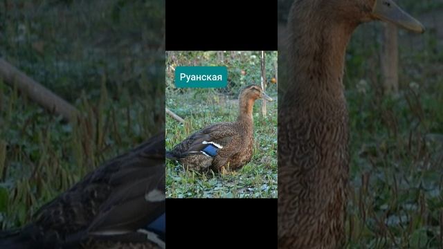 10 моих любимых пород уток ?? смотреть онлайн