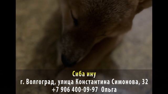 Пропала собака! Сиба ину. г. Волгоград, улица Константина Симонова смотреть онлайн