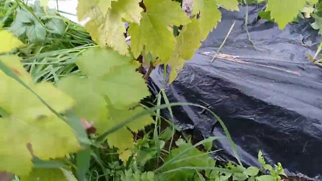 Виноград? Пока доволен...=) смотреть онлайн