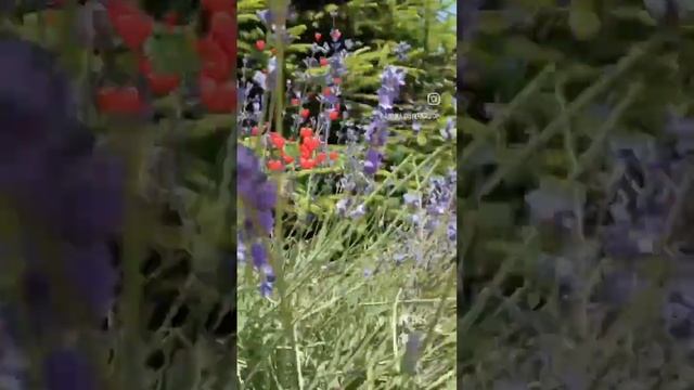 Отличных , ароматных выходных. Кайфуйте от жизни смотреть онлайн