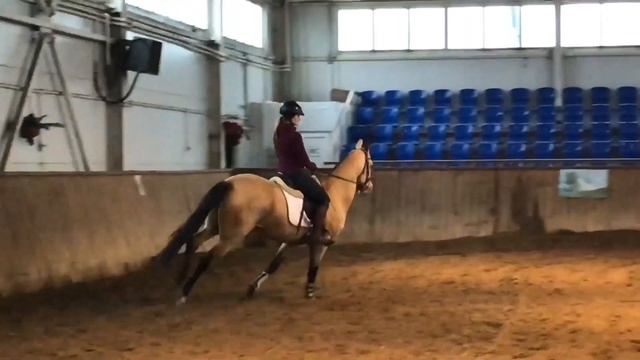 Гильгамеш. Ахалтекинский жеребчик. Под седлом смотреть онлайн