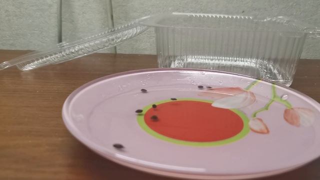 Выращиваем Мимозу Стыдливую! (Mimosa Pudica) #1