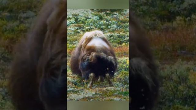 Ох, хорошо что нет мозгов!! Но, эпически красиво!?? bayoun.ru смотреть онлайн