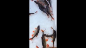 Рыба для пруда