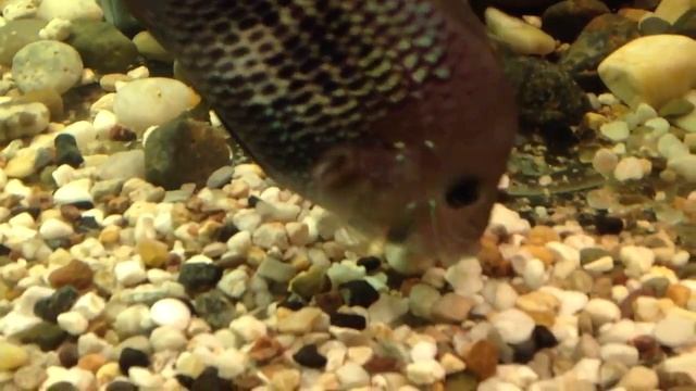 Акара бирюзовая-СБОР ПОТОМСТВА смотреть онлайн