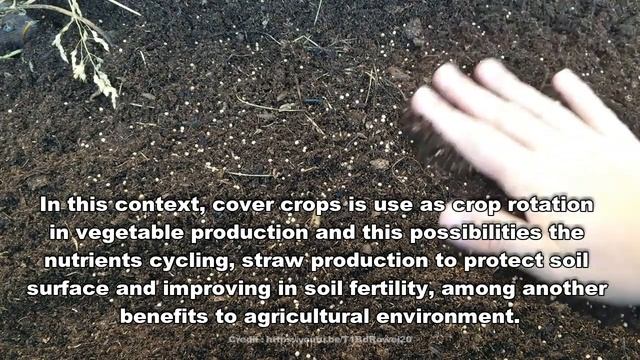 Nutrient Cycling by Cover Crops in Vegetable Growing under Conservation Agriculture смотреть онлайн