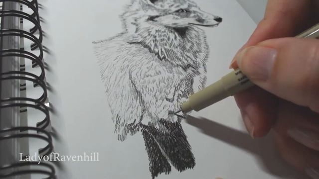 Spirit Animal: Fox - Pen & Ink Drawing Time Lapse смотреть онлайн