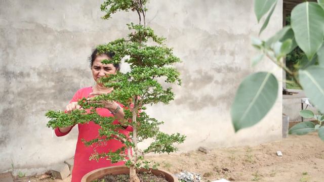 Bonsai workshop monsoon 2019 Carving Bonsai Ficus Rumfii Grafting Tips смотреть онлайн