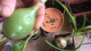 ИНДИЙСКИЙ ЛУК! Для суставов! От радикулита! От сухих мавзолей! ПТИЦЕМЛЕЧНИК! Антисептик!