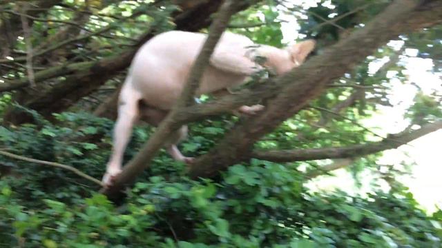 Sphynx in Tree смотреть онлайн