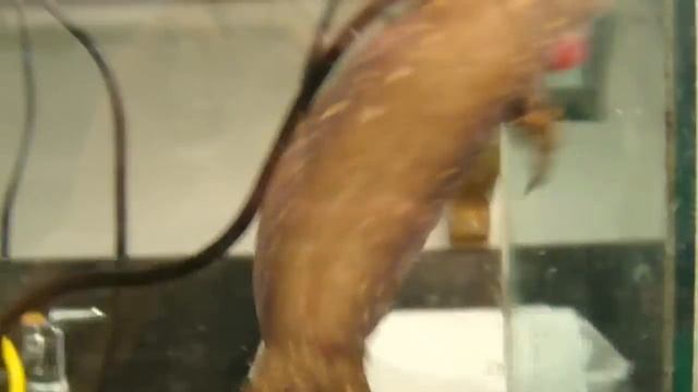 Neotenic Pacific Giant Salamander feeding смотреть онлайн