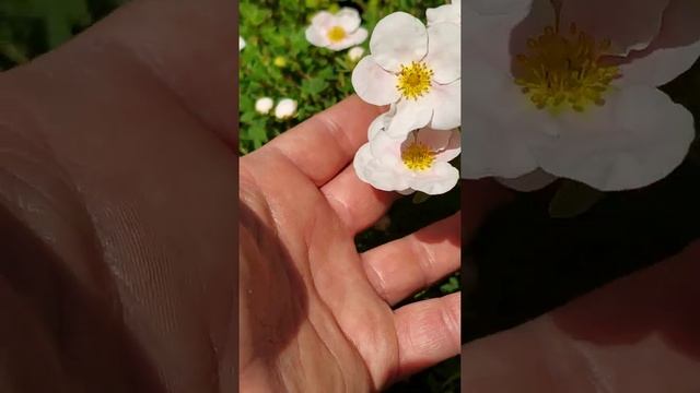 Potentilla fruticosa ????? смотреть онлайн