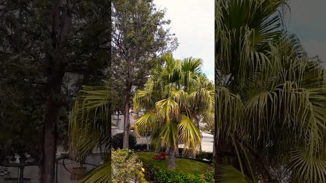 Гран Канария ?- Арукас/Испания/.Путешествия по острову с Татьяной Поспеловой. Достопримечательности смотреть онлайн