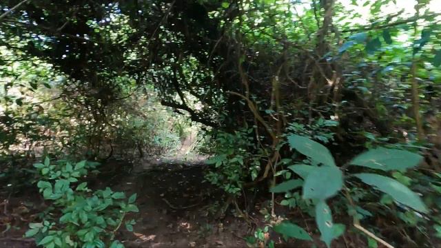 ท่องไพร (part1) 01 วันแรกโดนฝนซะแล้ว смотреть онлайн