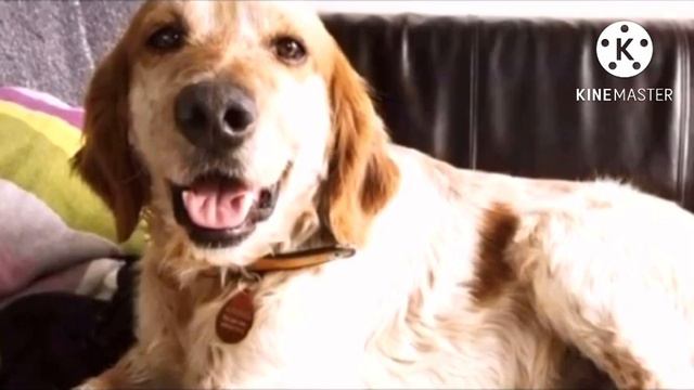 Девушка приютила собаку, от которой остались кожа да кости. только посмотрите на неё сейчас смотреть онлайн