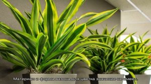 Драцена Деремская — выращивание и уход