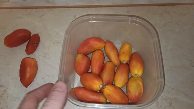 Помидоры длительного хранения. Данный сорт решили сажать в рассаду в 2022. смотреть онлайн