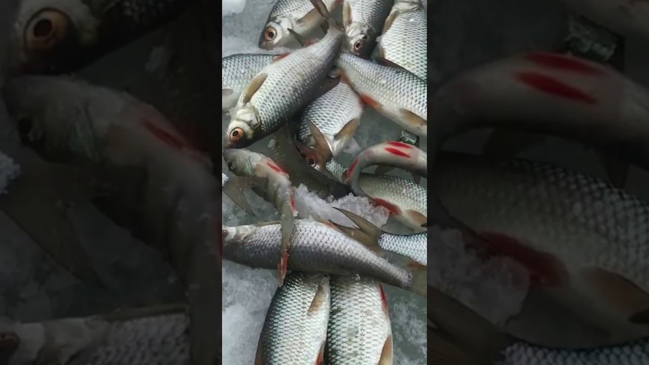 Первый лёд, первый улов #первыйлед #рыбалкакстово #плотва смотреть онлайн