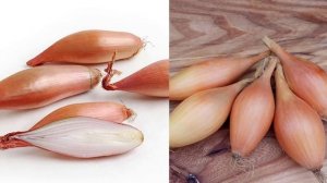 Лук сорта Бамбергер