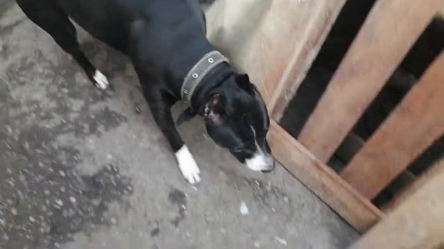 Дворняга забежала во двор!!! Питбуль ждёт обед... смотреть онлайн