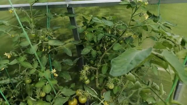 ТОМАТ БАЛКОННОЕ ЧУДО смотреть онлайн