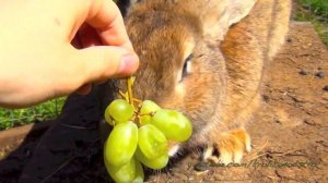 Огромный кролик ест виноград