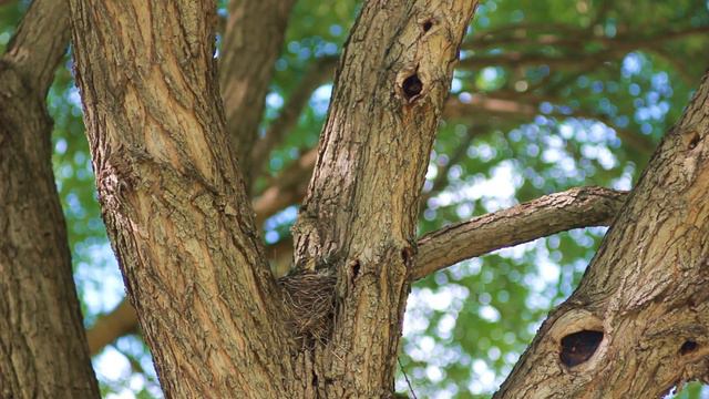 Дрозд кормит птенцов в гнезде весной | Футажи красивая природа [FullHD] смотреть онлайн