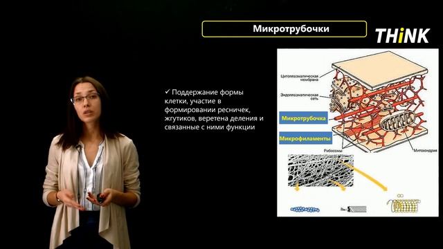 Строение эукариотной клетки: Растительная клетка, Хлоропласты (4/4) | Подготовка к ЕГЭ по Биологии
